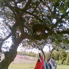 Blanding af racer Punzel. r.i.p.