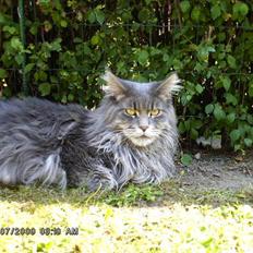 Maine Coon Dk Lionpark´s Idor R.I.P 