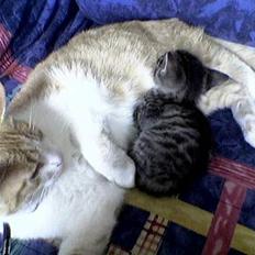 Blanding af racer Oliver