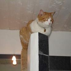 Blanding af racer Oliver