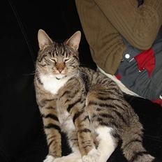 Blanding af racer Junior