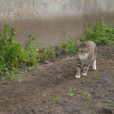 Blanding af racer Junior