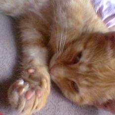 Blanding af racer Cenned Tuborg Gustavsen