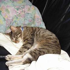 Blanding af racer Junior