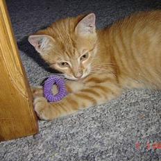 Blanding af racer Cenned Tuborg Gustavsen