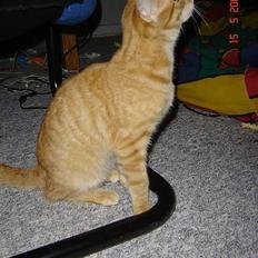 Blanding af racer Cenned Tuborg Gustavsen