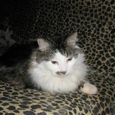 Norsk Skovkat Mustang