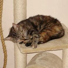 Blanding af racer Quity