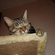 Blanding af racer Quity