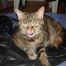 Blanding af racer Quity