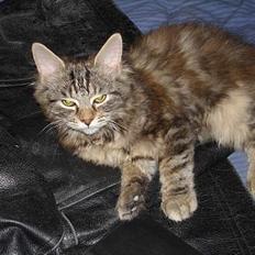 Blanding af racer Kisser *R.I.P*