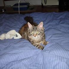 Blanding af racer Kisser *R.I.P*