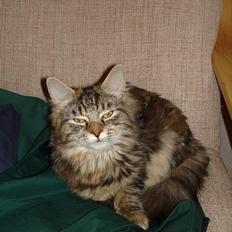 Blanding af racer Kisser *R.I.P*