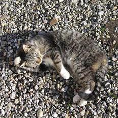 Huskat Muddi *R.I.P*