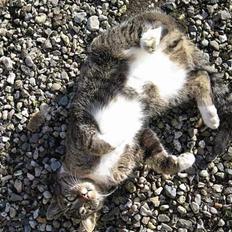 Huskat Muddi *R.I.P*