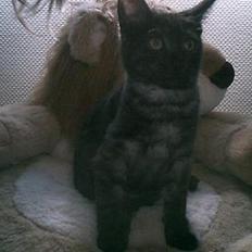 Blanding af racer bella