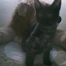 Blanding af racer bella