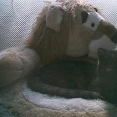 Blanding af racer bella