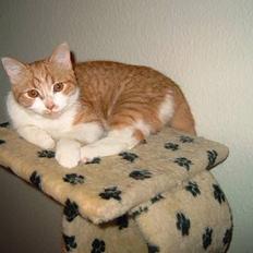 Blanding af racer Linus