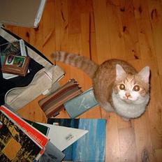 Blanding af racer Linus