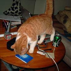 Blanding af racer Linus