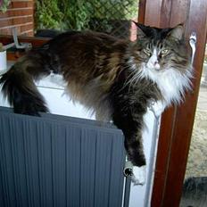 Maine Coon Simba R.I.P