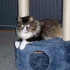 Maine Coon Simba R.I.P
