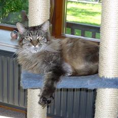 Maine Coon Ice R.I.P