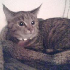 Blanding af racer trunte (flyttet tilbage)