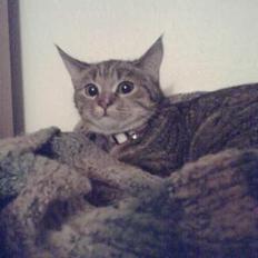 Blanding af racer trunte (flyttet tilbage)