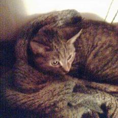 Blanding af racer trunte (flyttet tilbage)