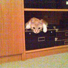 Huskat Pickles +02.11.2010+