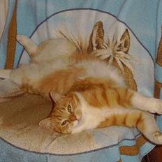 Huskat Pickles +02.11.2010+