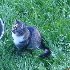 Blanding af racer Plet