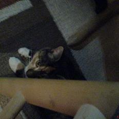 Blanding af racer Plet