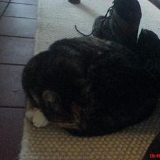 Blanding af racer Plet