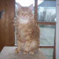 Maine Coon McAllo