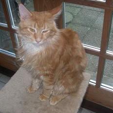 Maine Coon McAllo