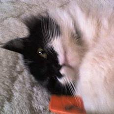 Blanding af racer Bobby