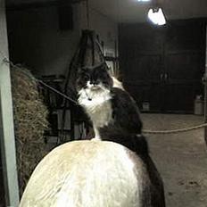 Blanding af racer Bobby