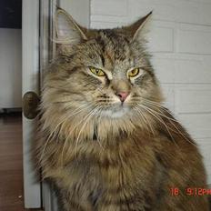 Blanding af racer Gucci