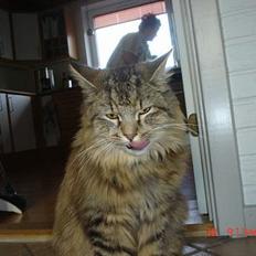 Blanding af racer Gucci