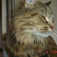 Blanding af racer Gucci