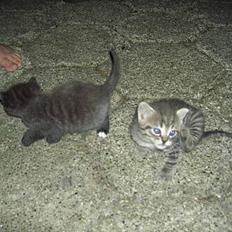 Blanding af racer Killingerne *Solgt*