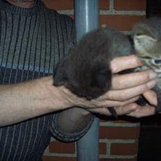 Blanding af racer Killingerne *Solgt*