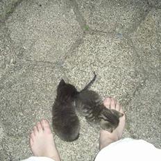 Blanding af racer Killingerne *Solgt*