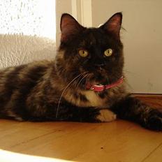 Blanding af racer Pjuske