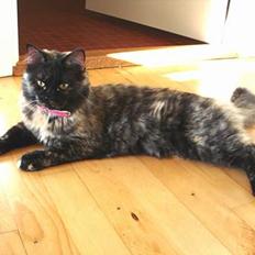 Blanding af racer Pjuske