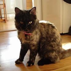 Blanding af racer Pjuske