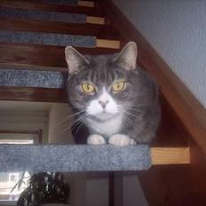 Blanding af racer Stacy *Død*